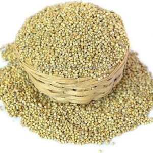 pearl millet